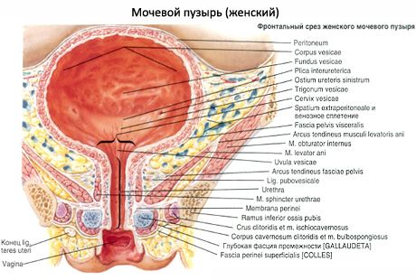 İdrar kesesi (vesica urinaria)