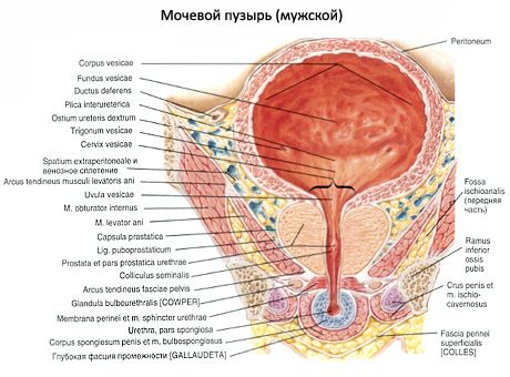 İdrar kesesi (vesica urinaria)